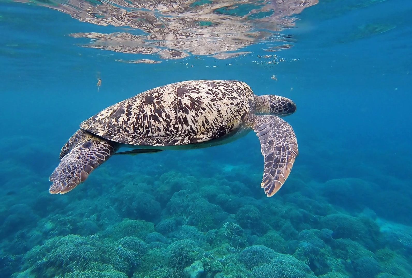 brown and white turtle